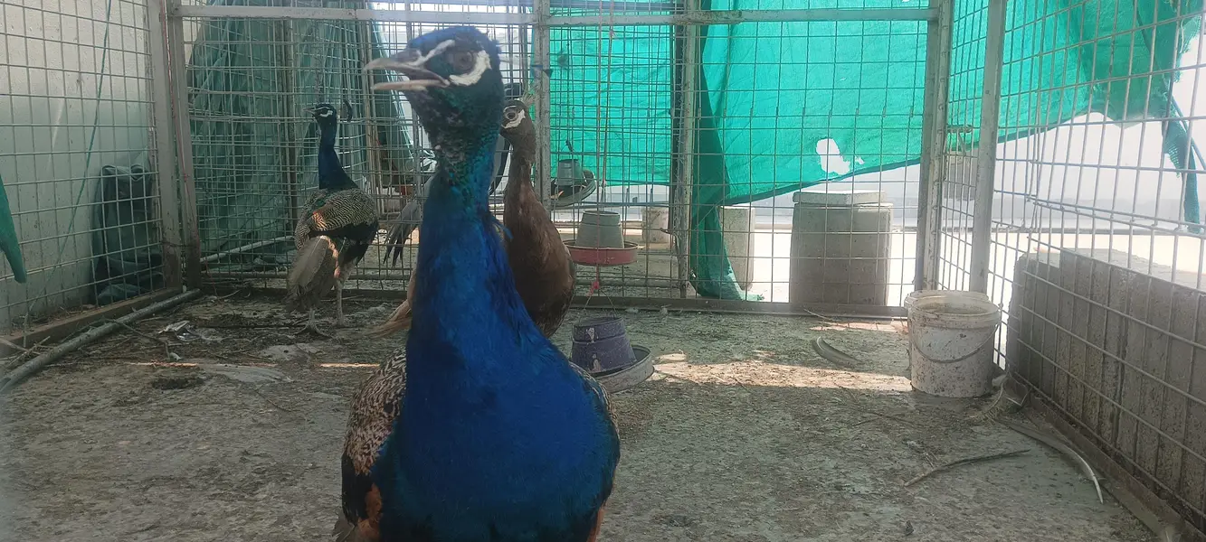 blue shoulder and Cameo peacocks — photo 4