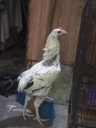 Aseel Jawa Amroha