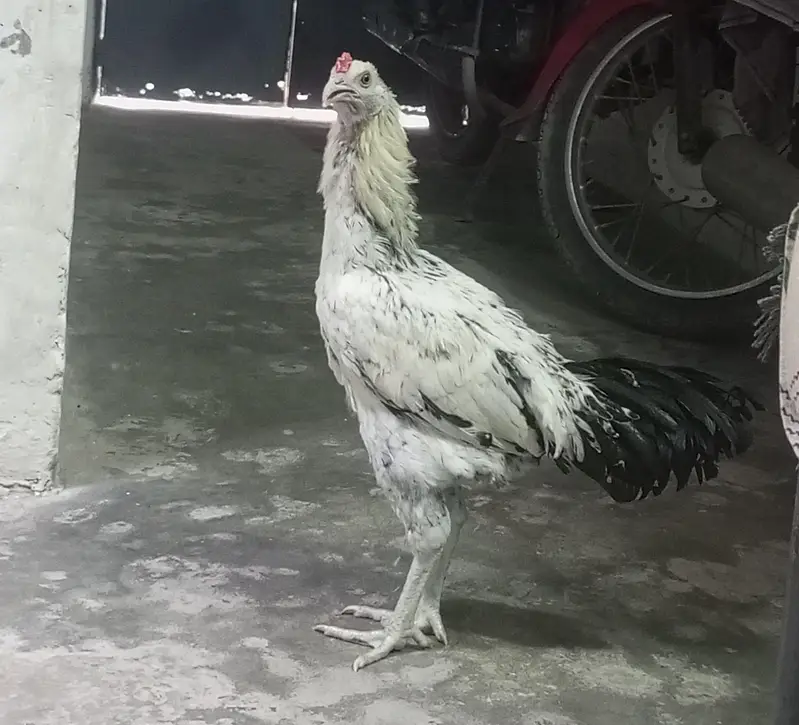 Aseel Jawa Amroha — photo 2