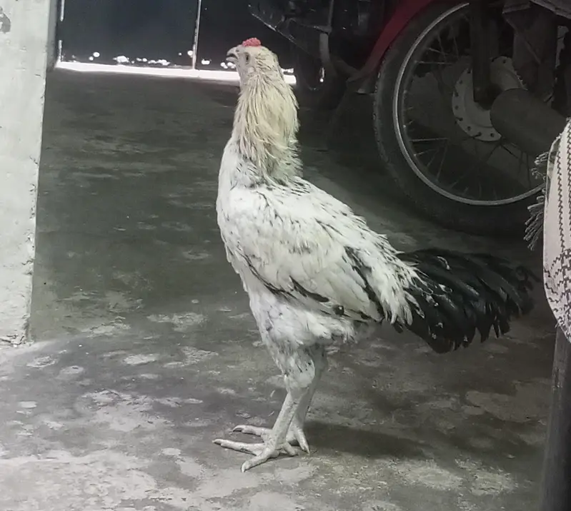 Aseel Jawa Amroha — photo 3
