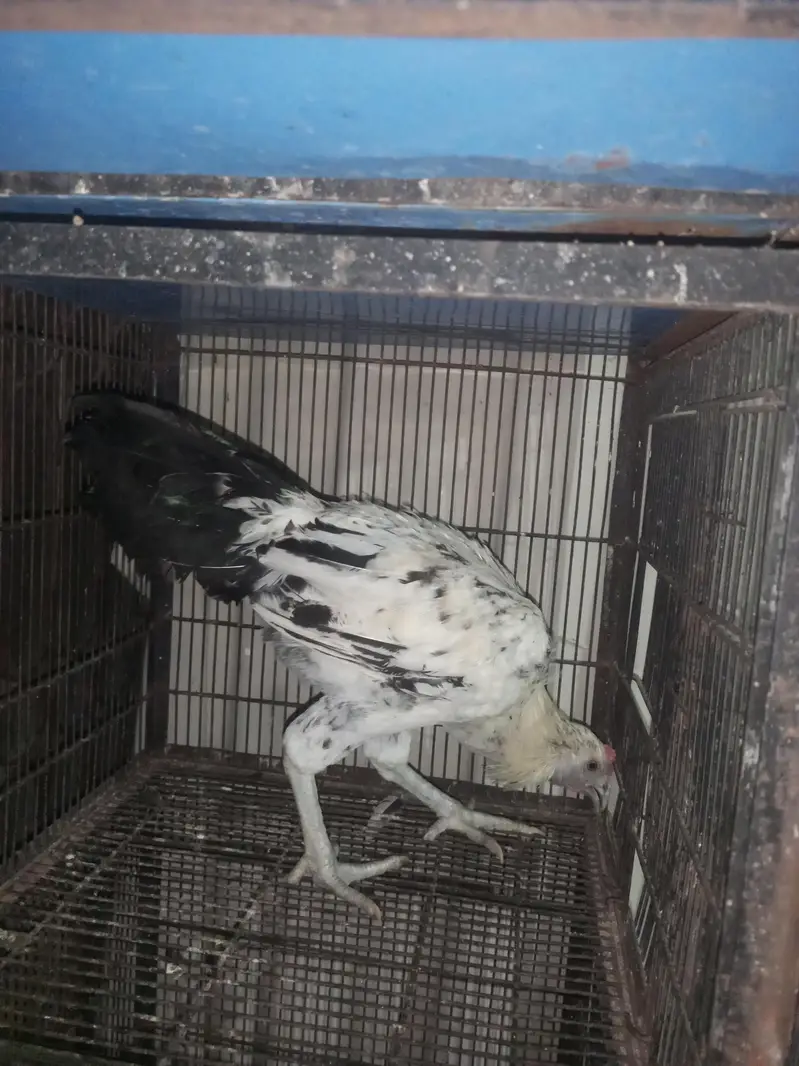 Aseel Jawa Amroha — photo 8