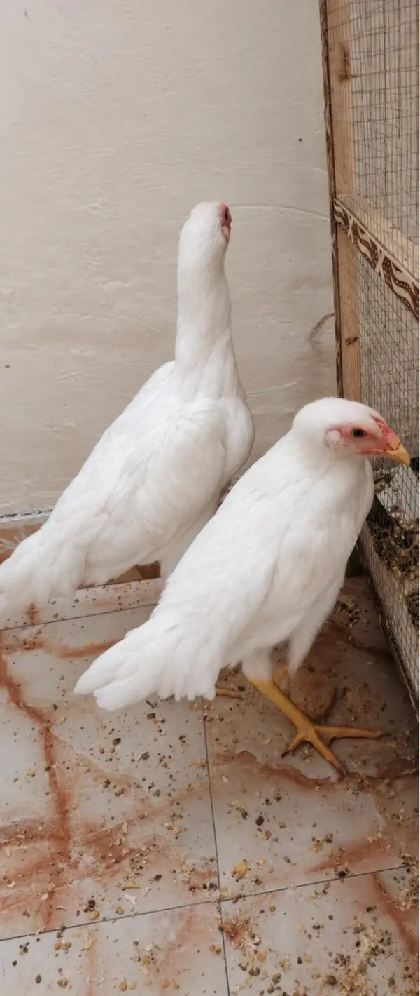 Aseel Shamoo pair — photo 3