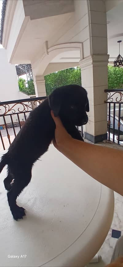 Black male Labrador available,  contact on 03170099167 WhatsApp