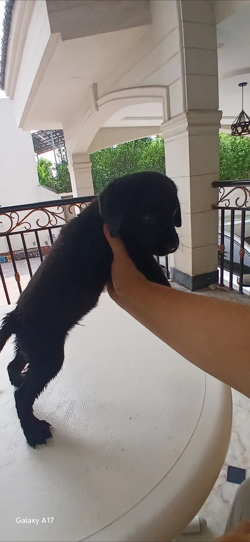 Black male Labrador available,  contact on 03170099167 WhatsApp