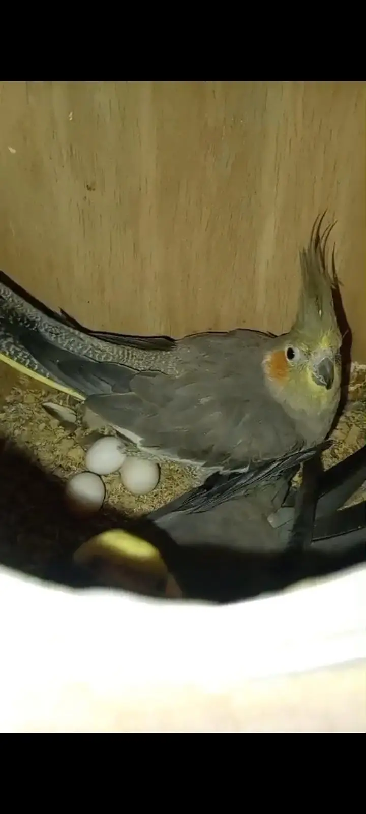 cockatiel breeder pair for sale