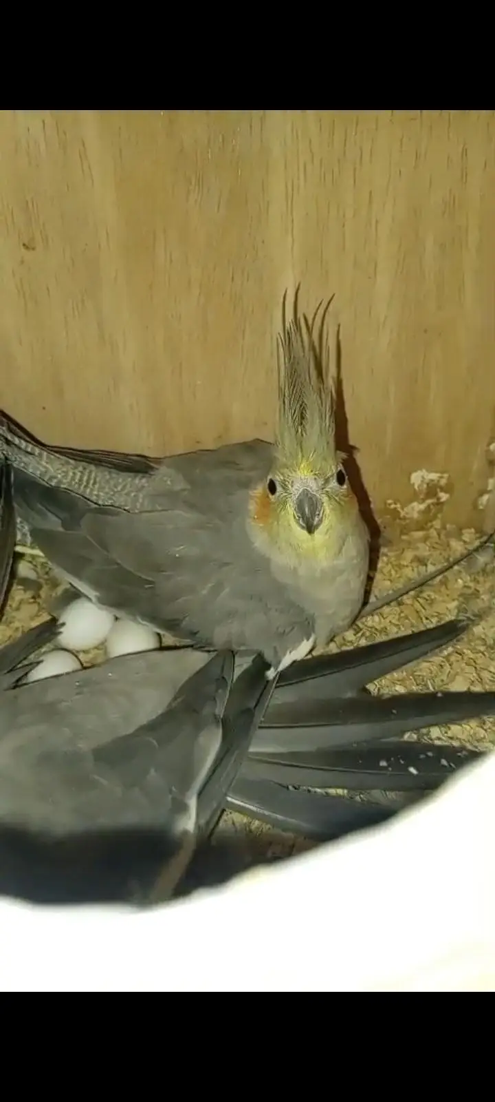cockatiel breeder pair for sale — photo 2