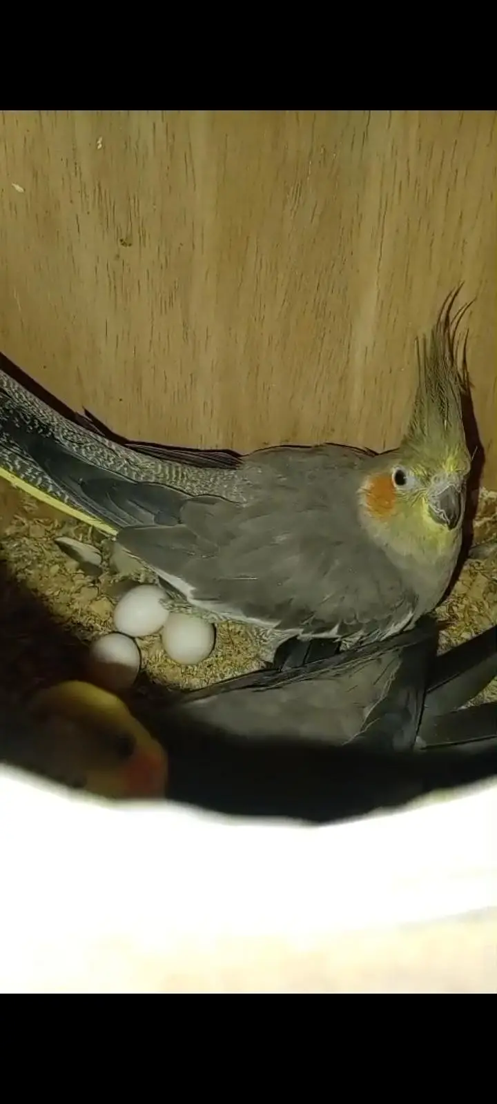 cockatiel breeder pair for sale — photo 3