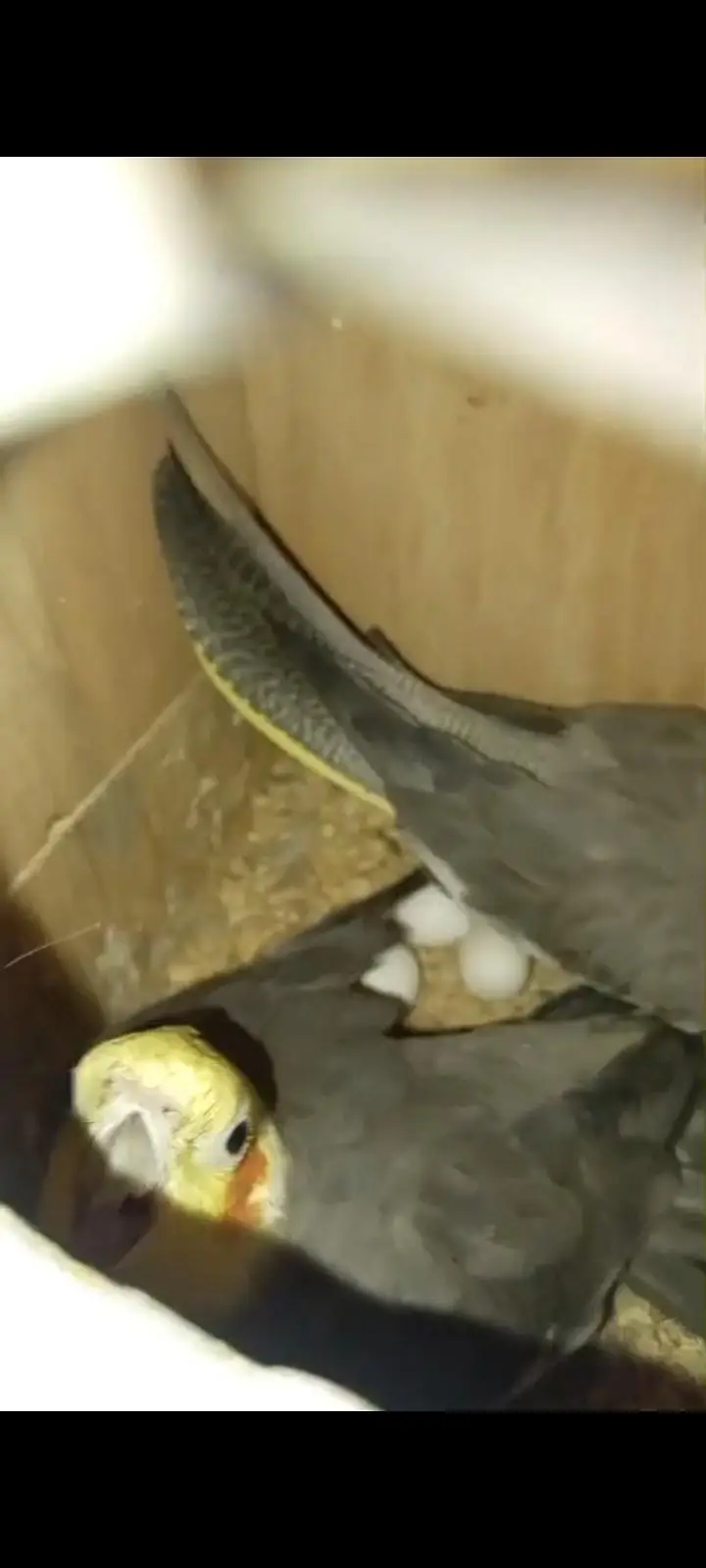 cockatiel breeder pair for sale — photo 4