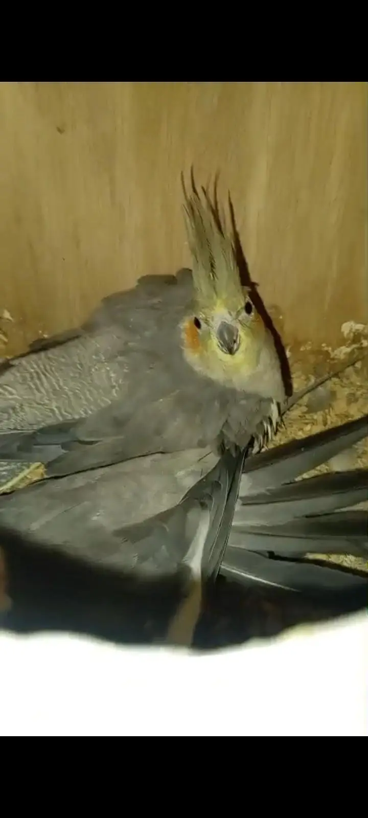 cockatiel breeder pair for sale — photo 5