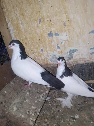 papai kellyara sehrazi breeder jora wathsapp no 03246300364