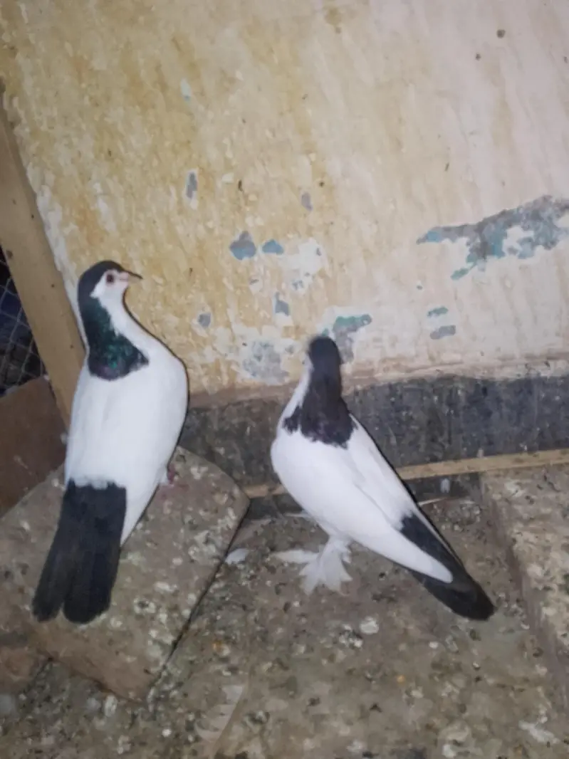 papai kellyara sehrazi breeder jora wathsapp no 03246300364 — photo 2