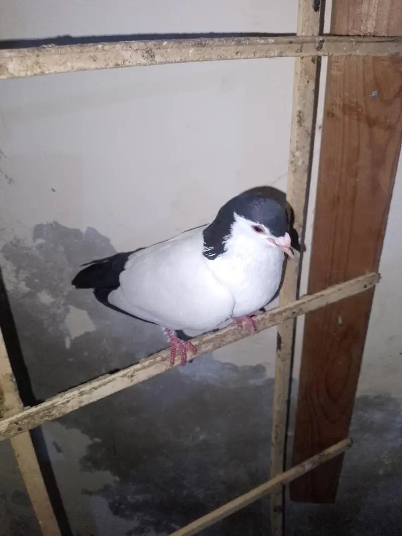 papai kellyara sehrazi breeder jora wathsapp no 03246300364 — photo 3