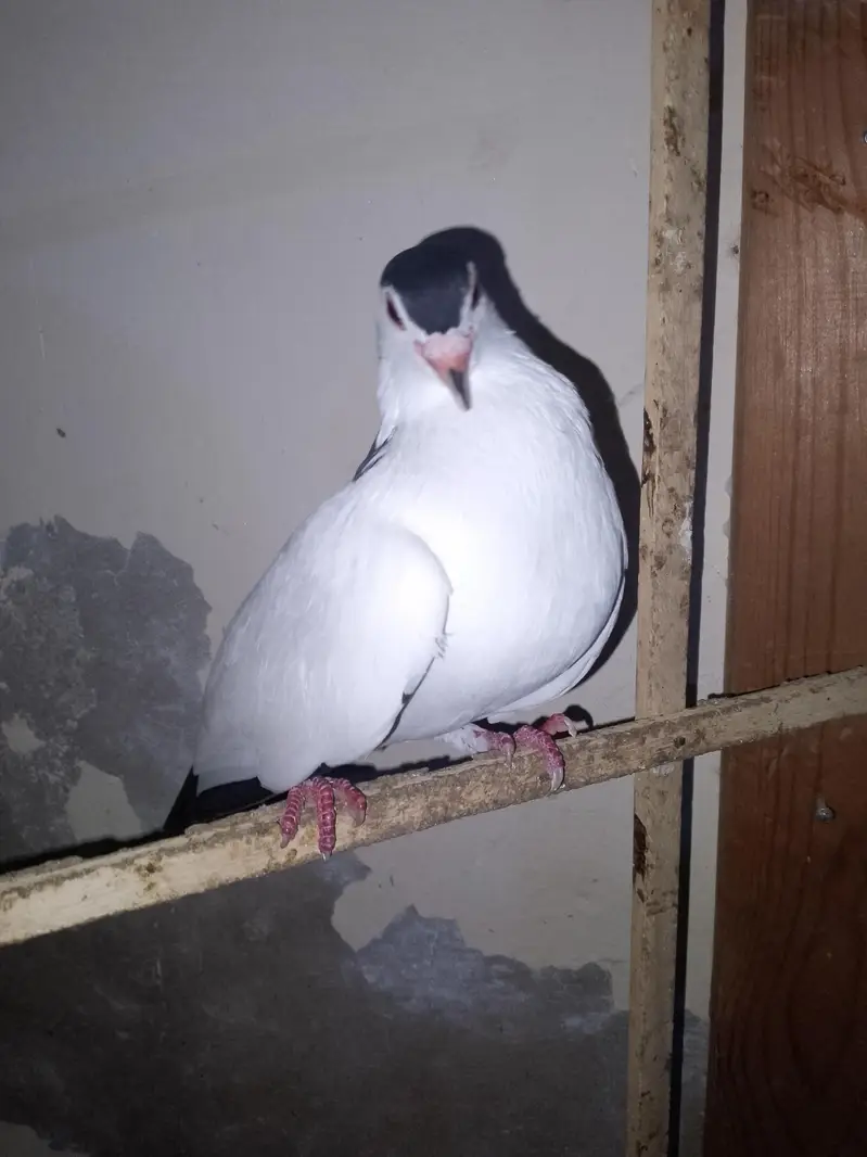 papai kellyara sehrazi breeder jora wathsapp no 03246300364 — photo 4