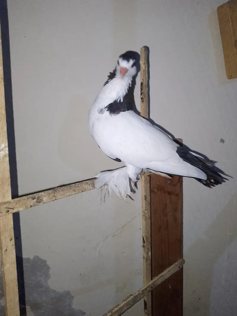 papai kellyara sehrazi breeder jora wathsapp no 03246300364 — photo 5