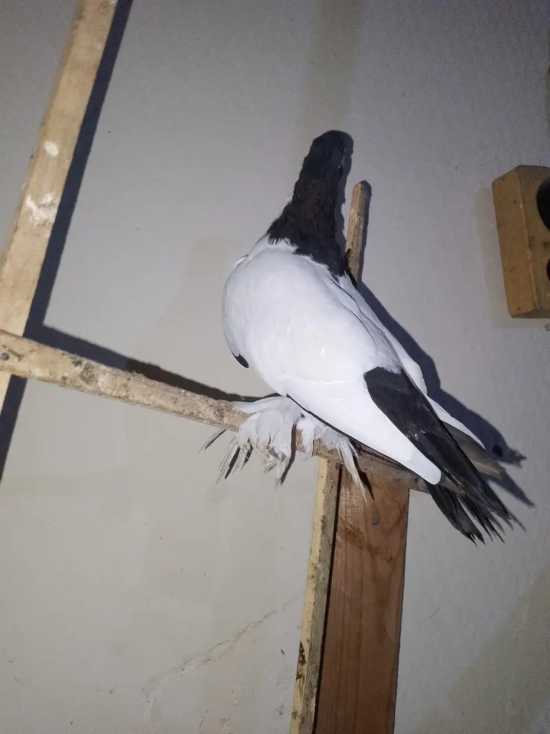 papai kellyara sehrazi breeder jora wathsapp no 03246300364 — photo 6