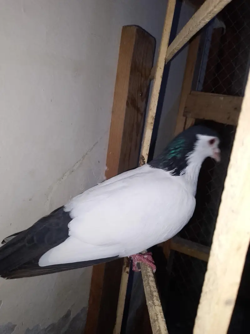 papai kellyara sehrazi breeder jora wathsapp no 03246300364 — photo 7