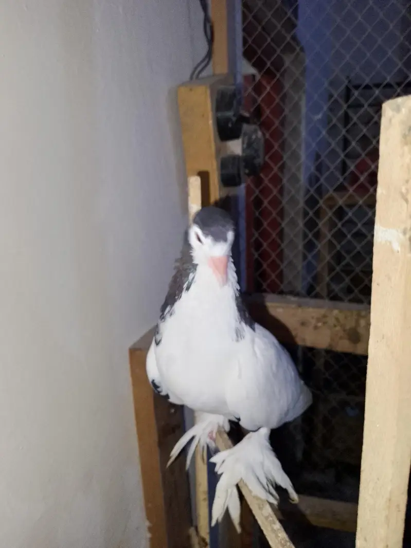 papai kellyara sehrazi breeder jora wathsapp no 03246300364 — photo 8