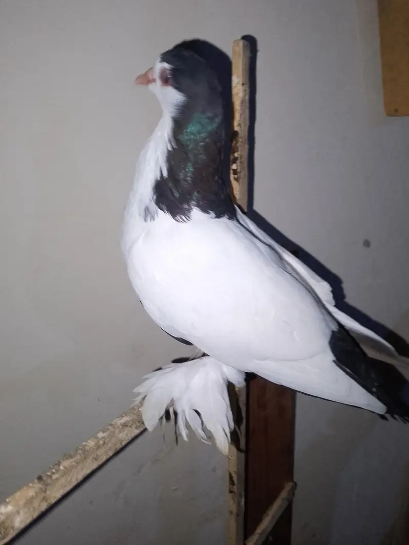 papai kellyara sehrazi breeder jora wathsapp no 03246300364 — photo 9