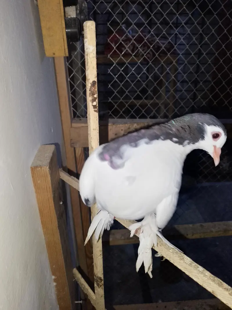 papai kellyara sehrazi breeder jora wathsapp no 03246300364 — photo 10
