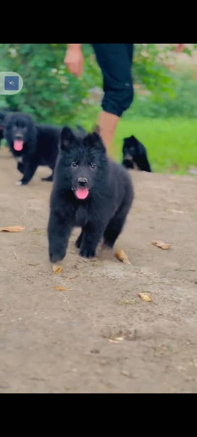 German Shepherd baby for sale male or femalemy WhatsApp 317=14=11=573
