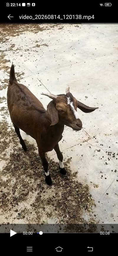 bakri / Bakra for sale