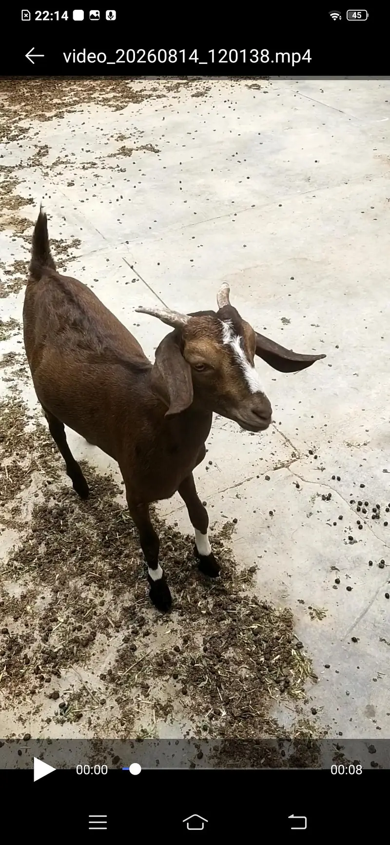 bakri / Bakra for sale