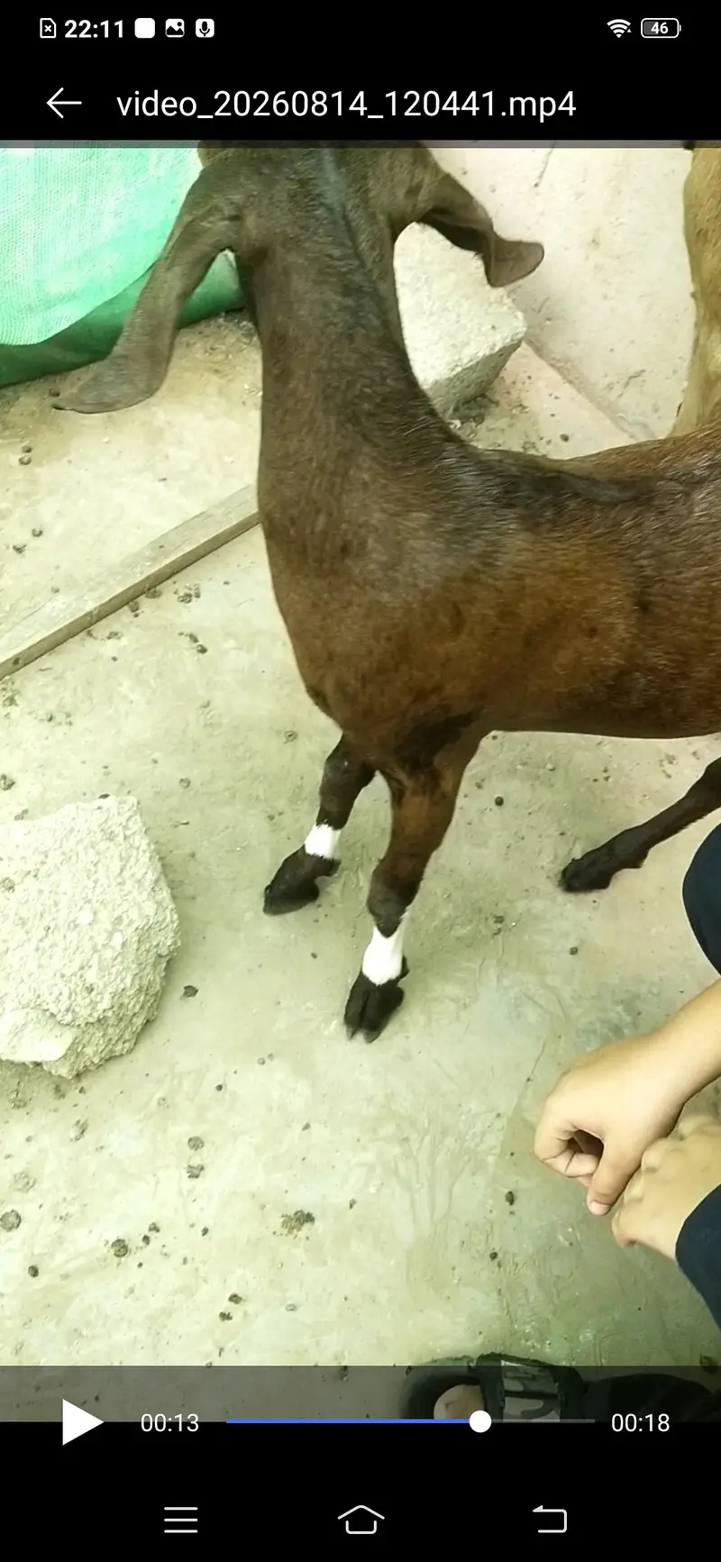 bakri / Bakra for sale — photo 2