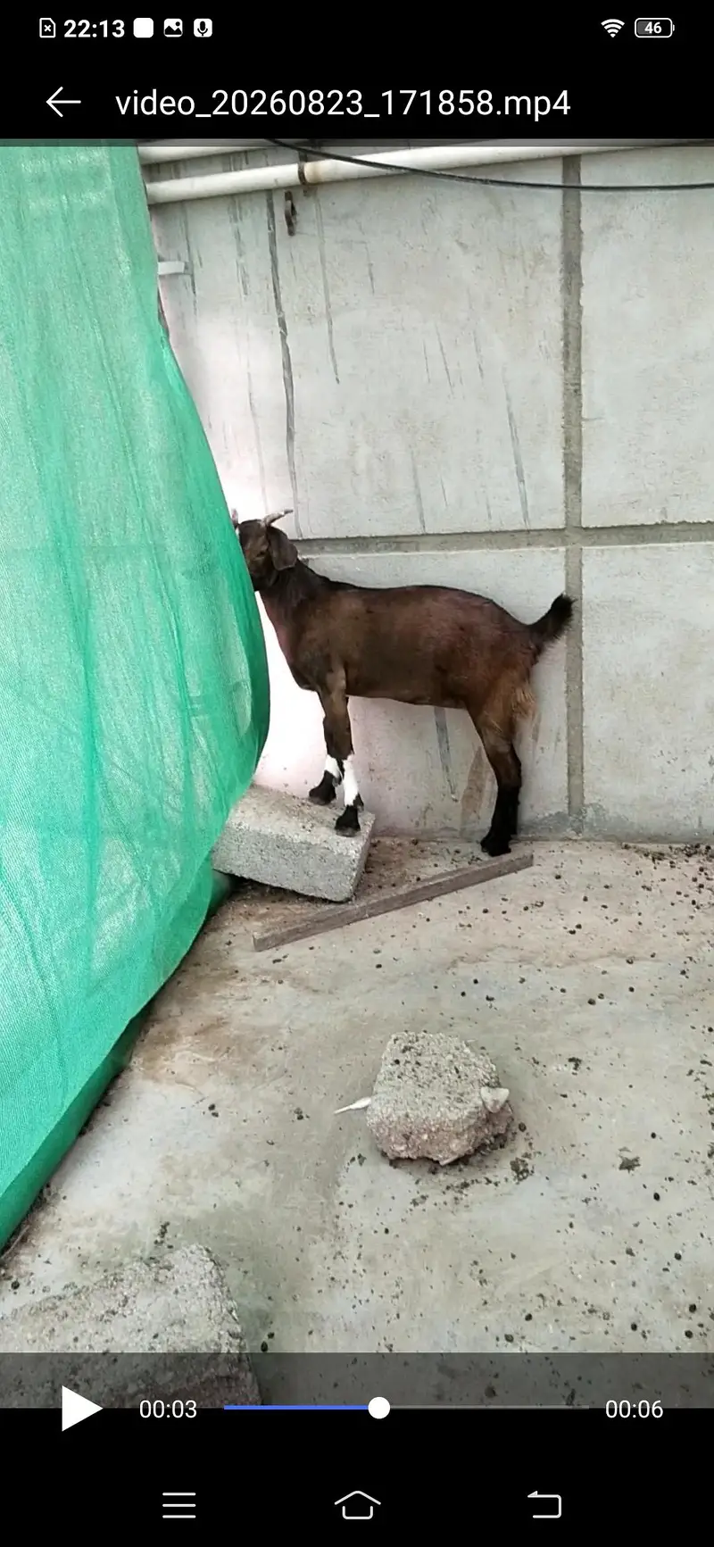 bakri / Bakra for sale — photo 3