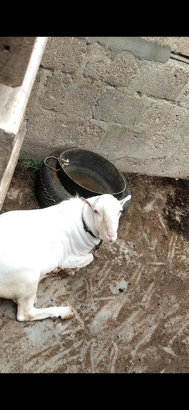 bakri / Bakra for sale — photo 4