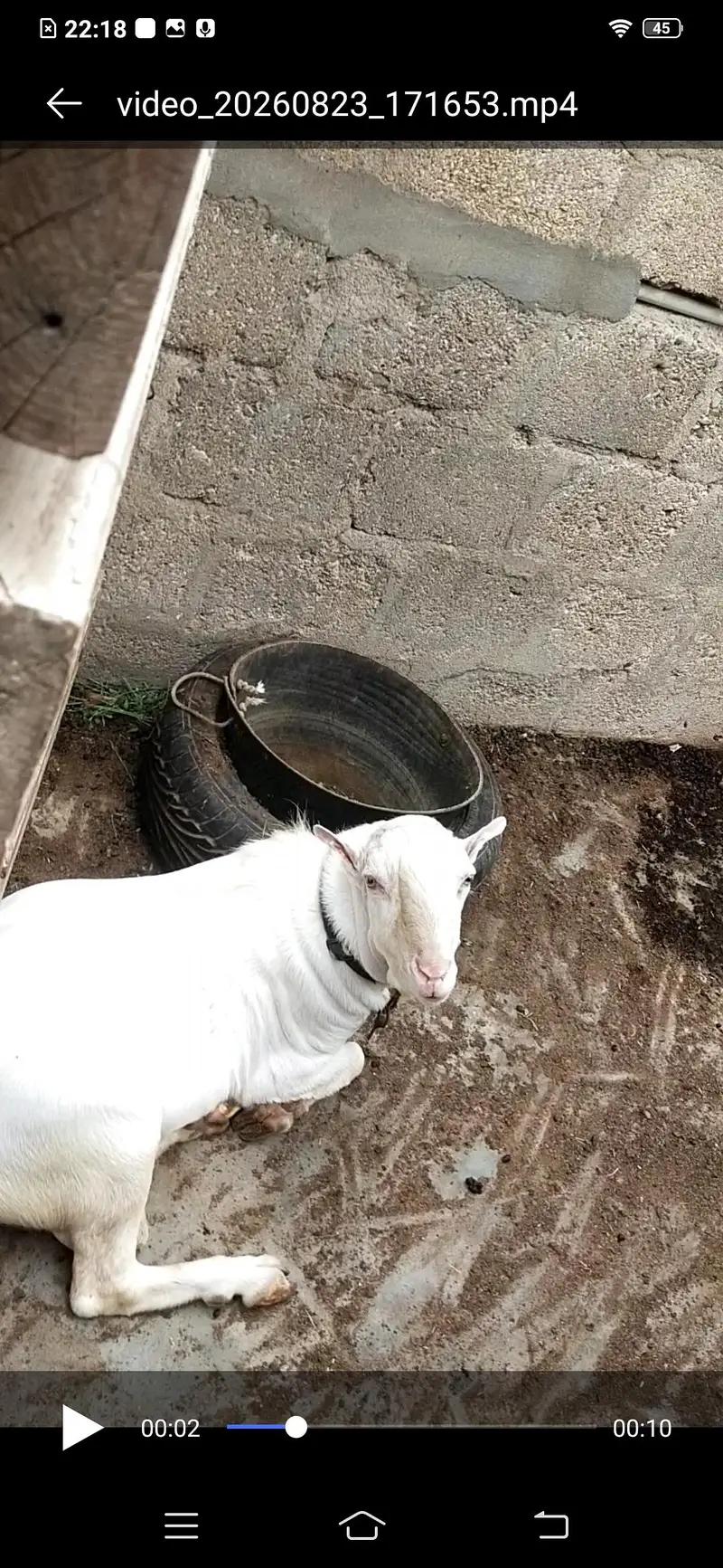 bakri / Bakra for sale — photo 5