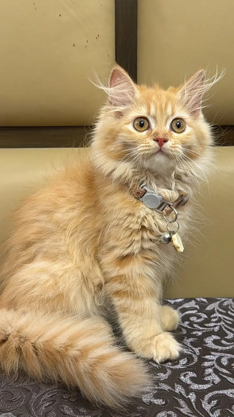Persian cat of 3 months old