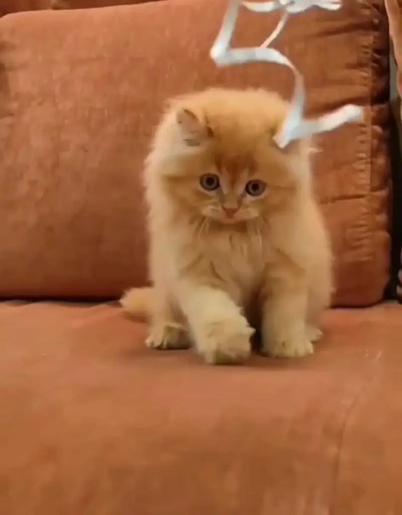Persian cat of 3 months old — photo 2