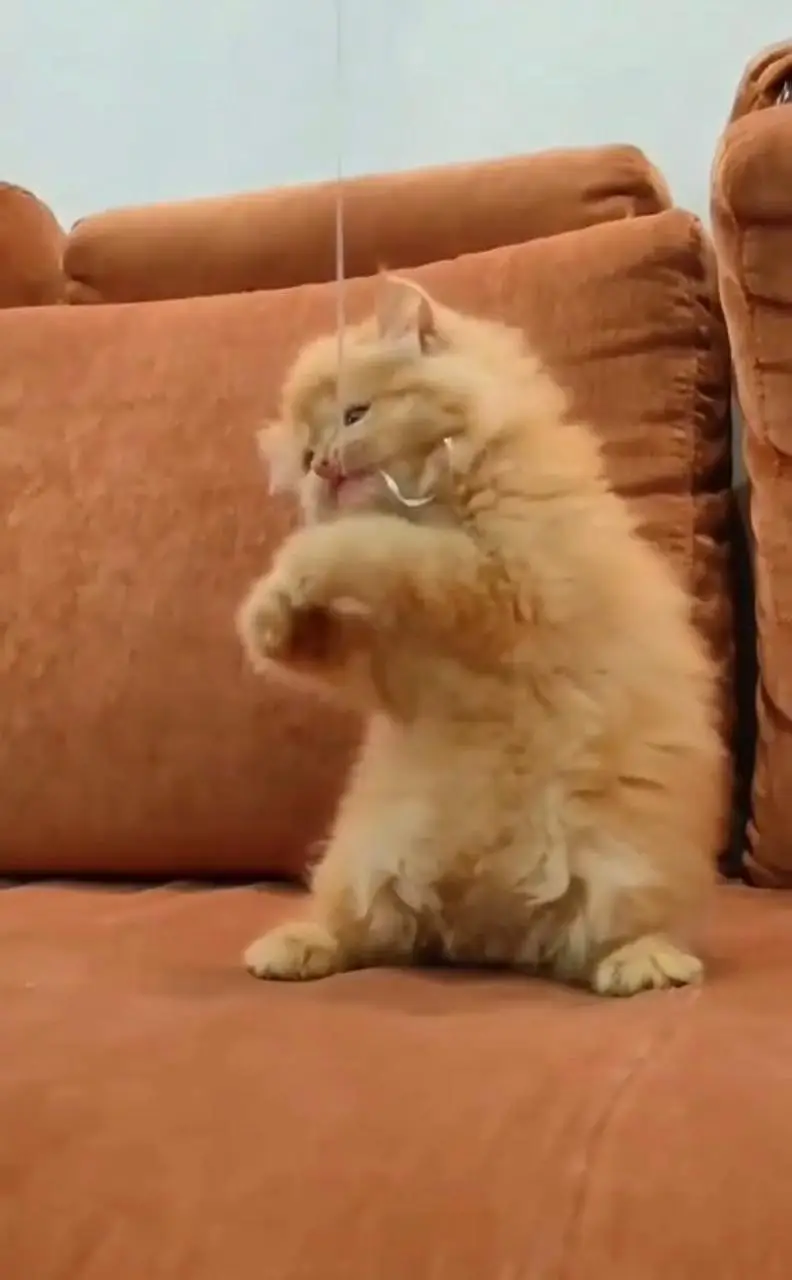 Persian cat of 3 months old — photo 3