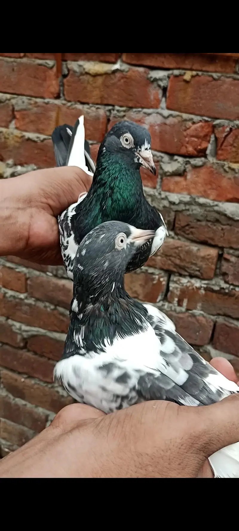 teddy Chudary sab Wala pair original — photo 12