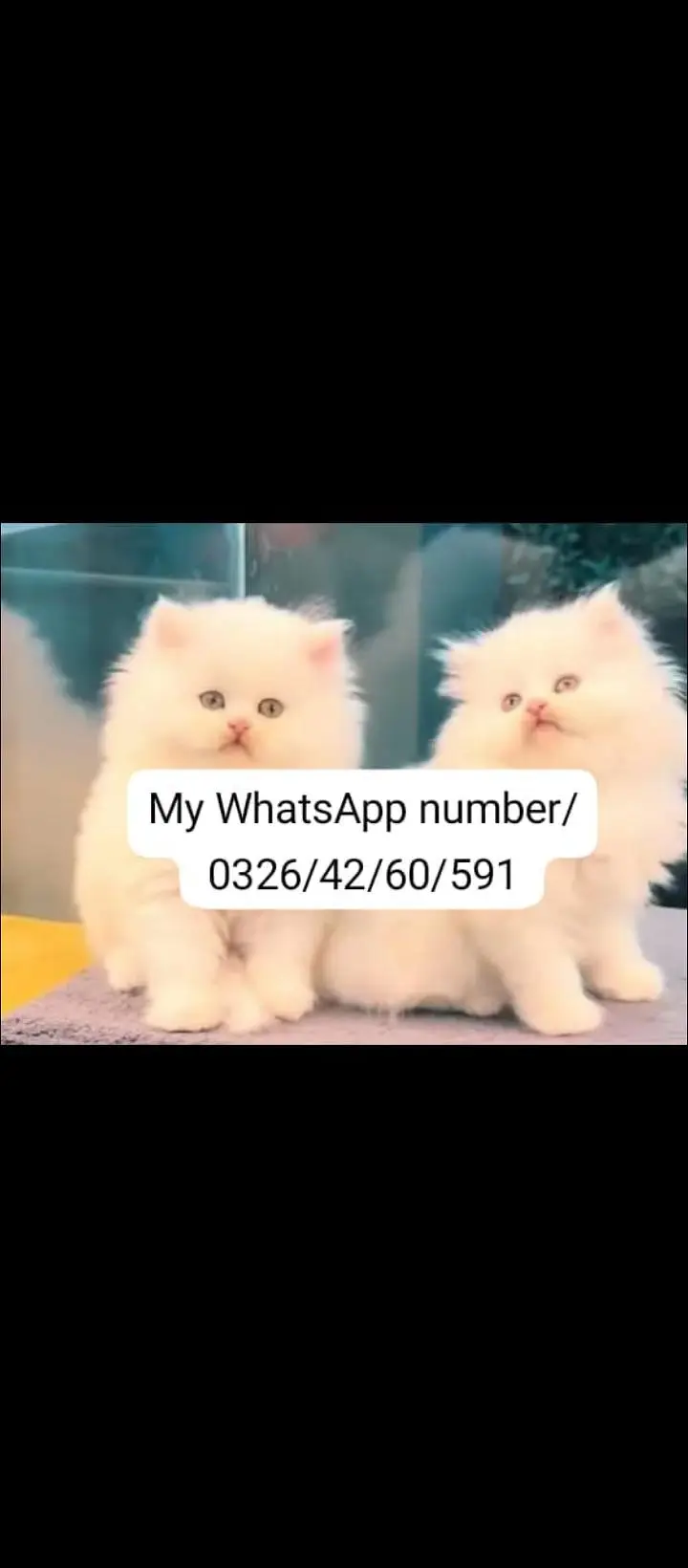 Persian baby cat 2 month age for sale