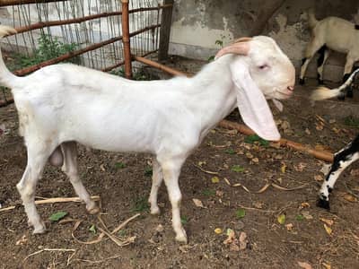 Pure Rajanpuri male