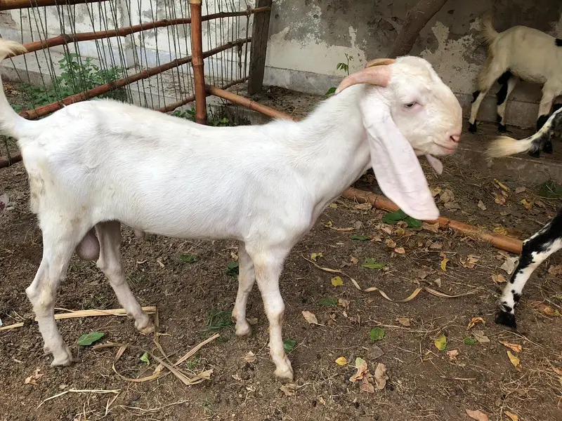 Pure Rajanpuri male