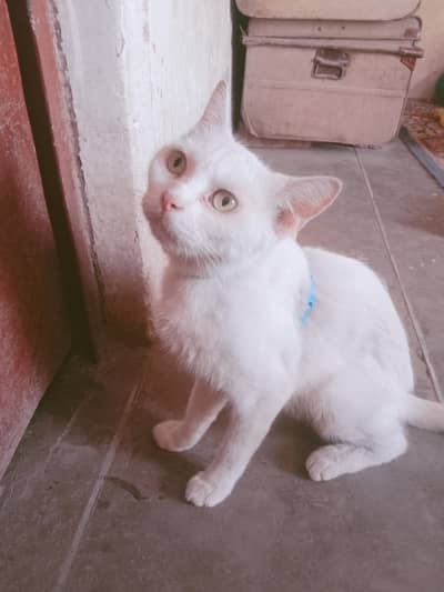 Pershin cat