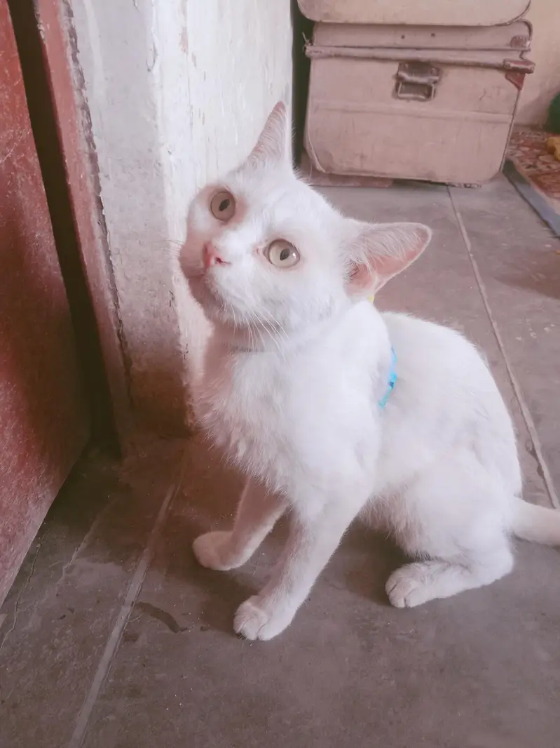 Pershin cat