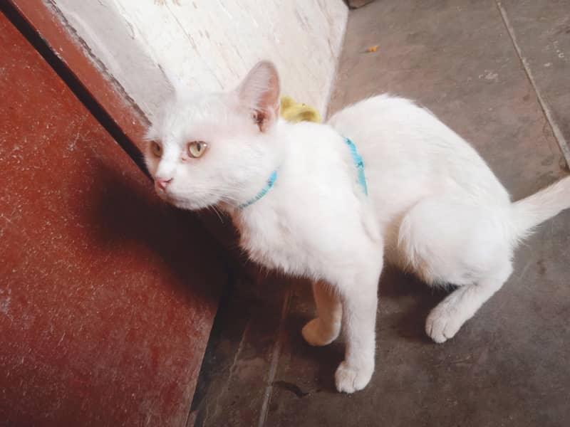 Pershin cat 1