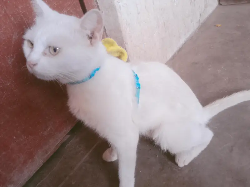 Pershin cat — photo 3