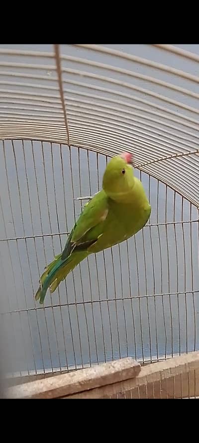 green parrot