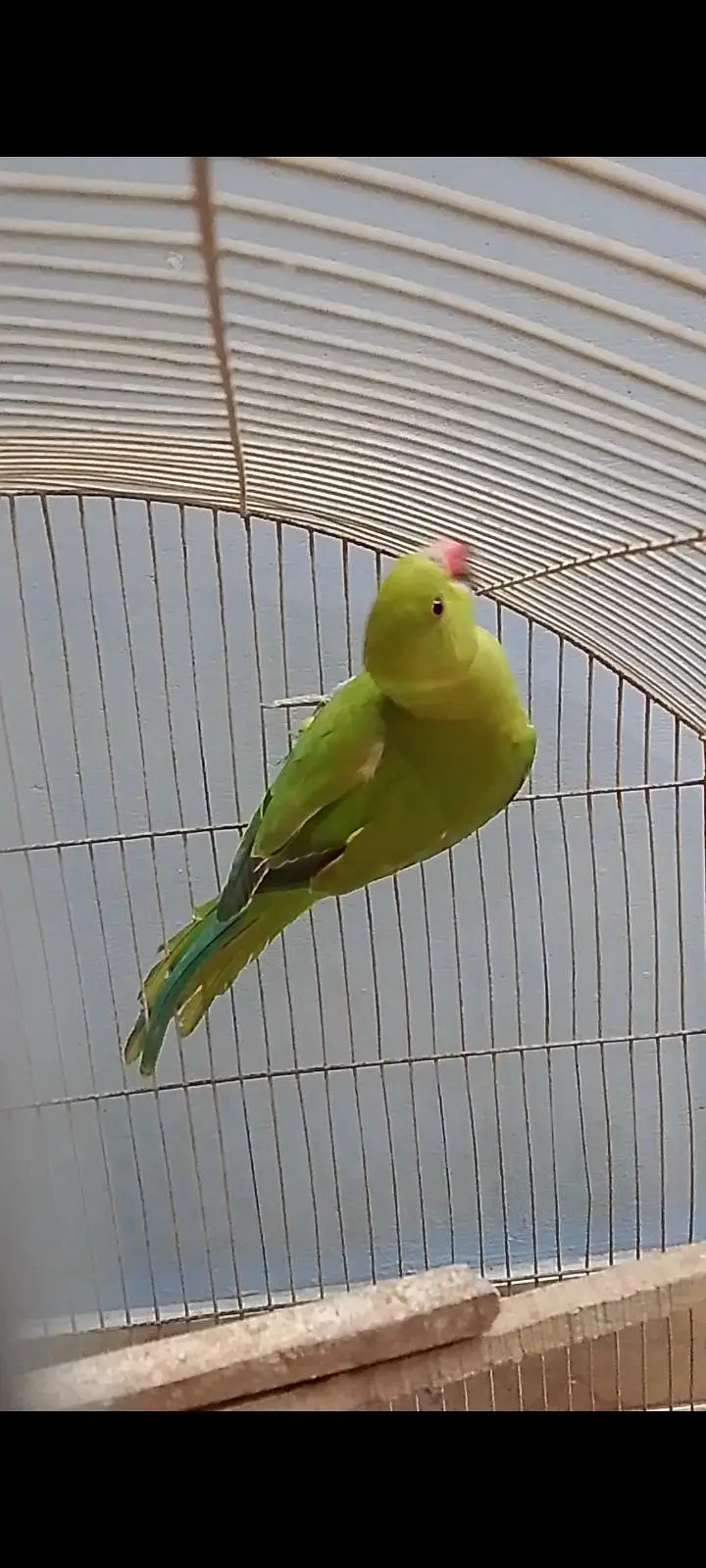 green parrot