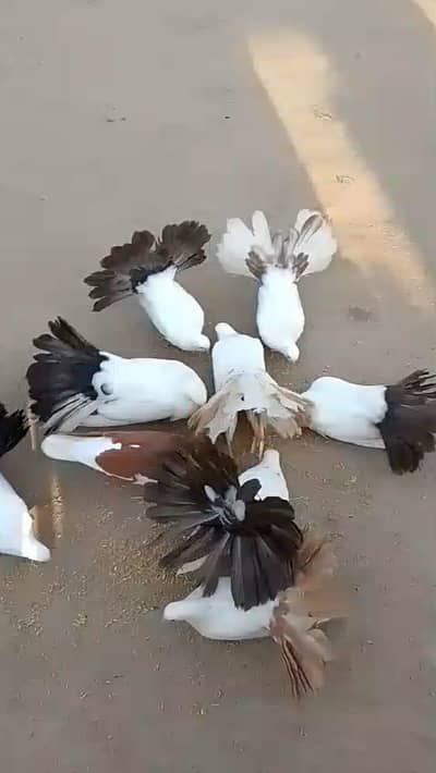 6 breeder peace available