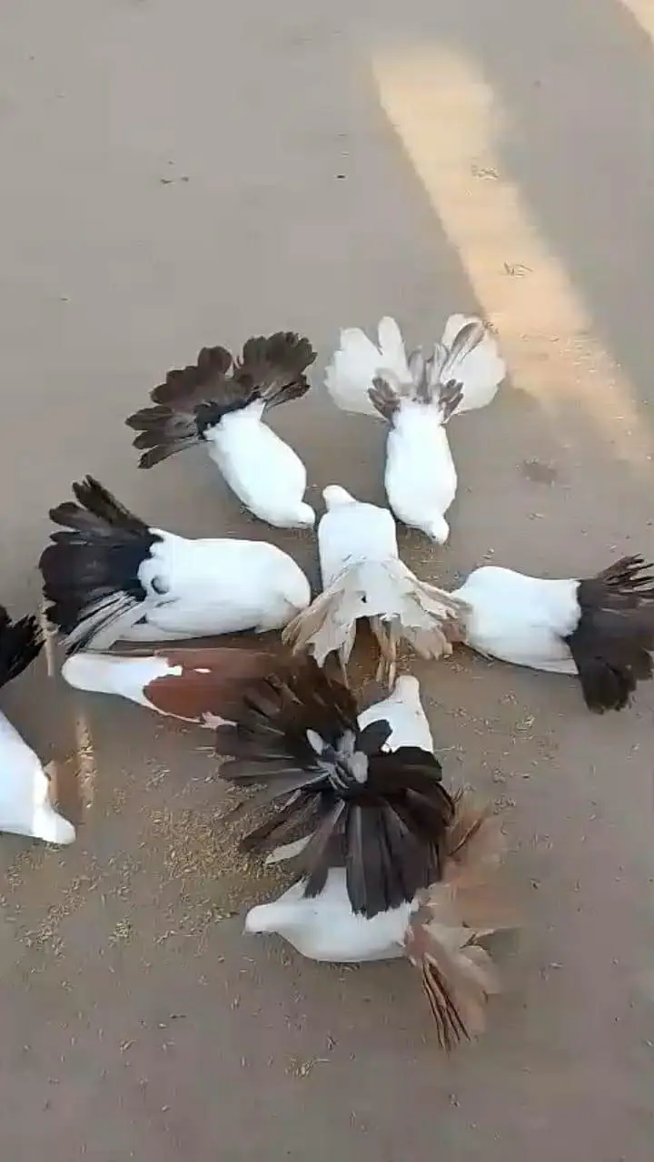 6 breeder peace available
