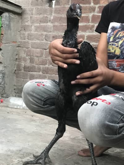 Black DRAGON ASEEL / LONG HEIGHTED /IMPORTED BREED