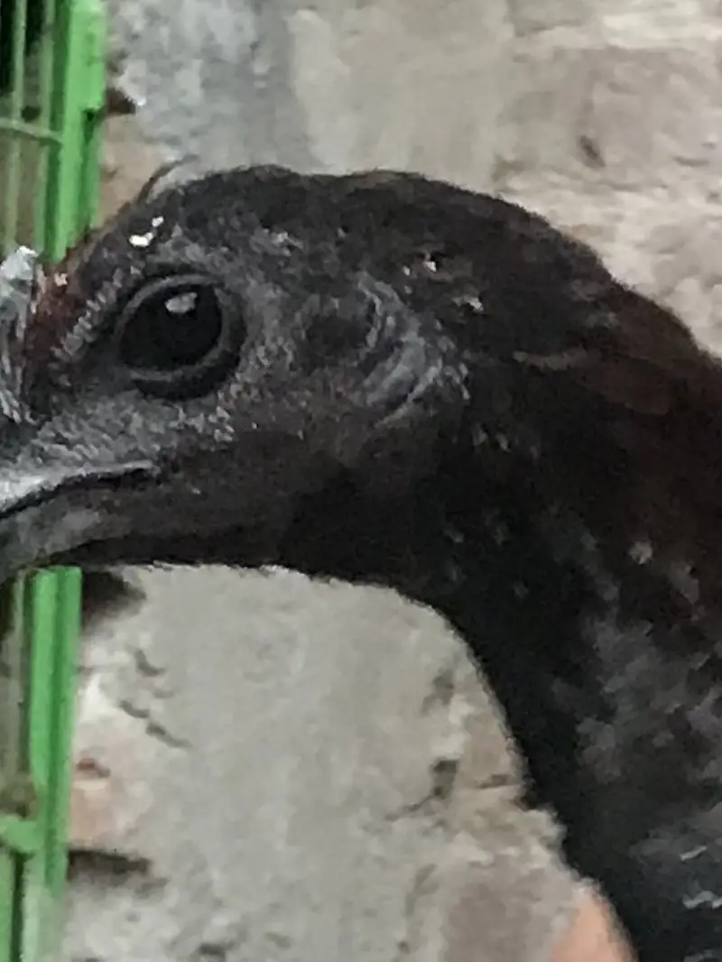 Black DRAGON ASEEL / LONG HEIGHTED /IMPORTED BREED — photo 4