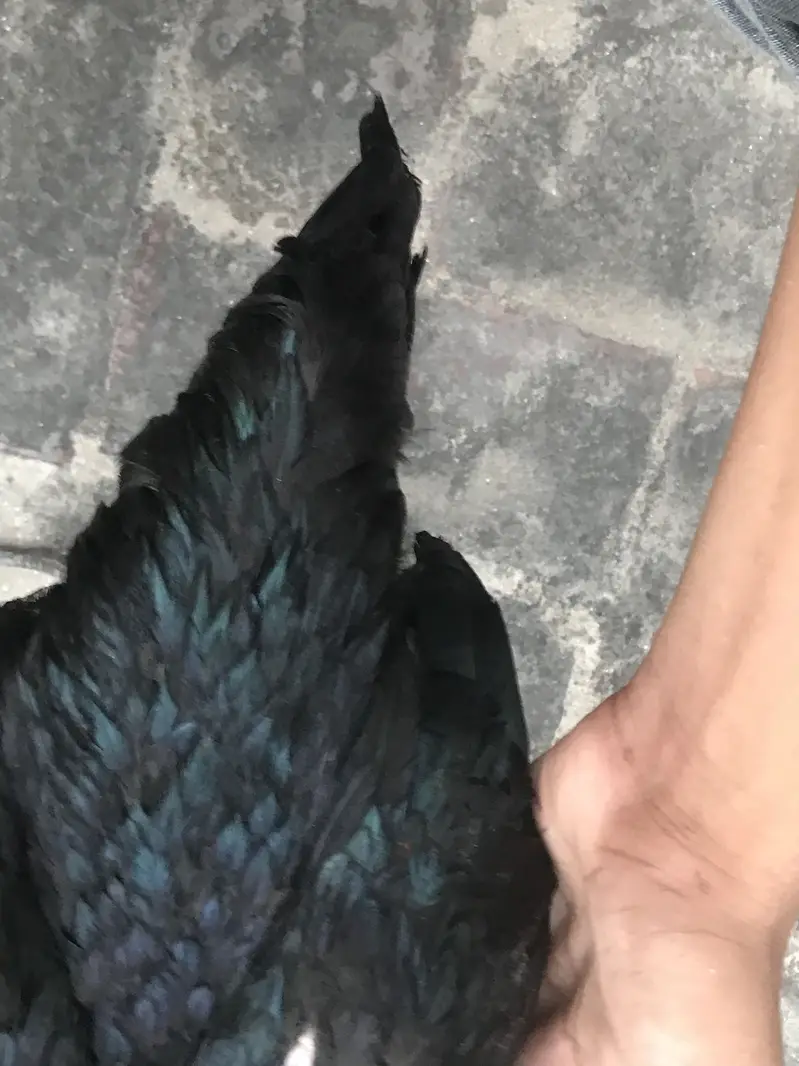 Black DRAGON ASEEL / LONG HEIGHTED /IMPORTED BREED — photo 5