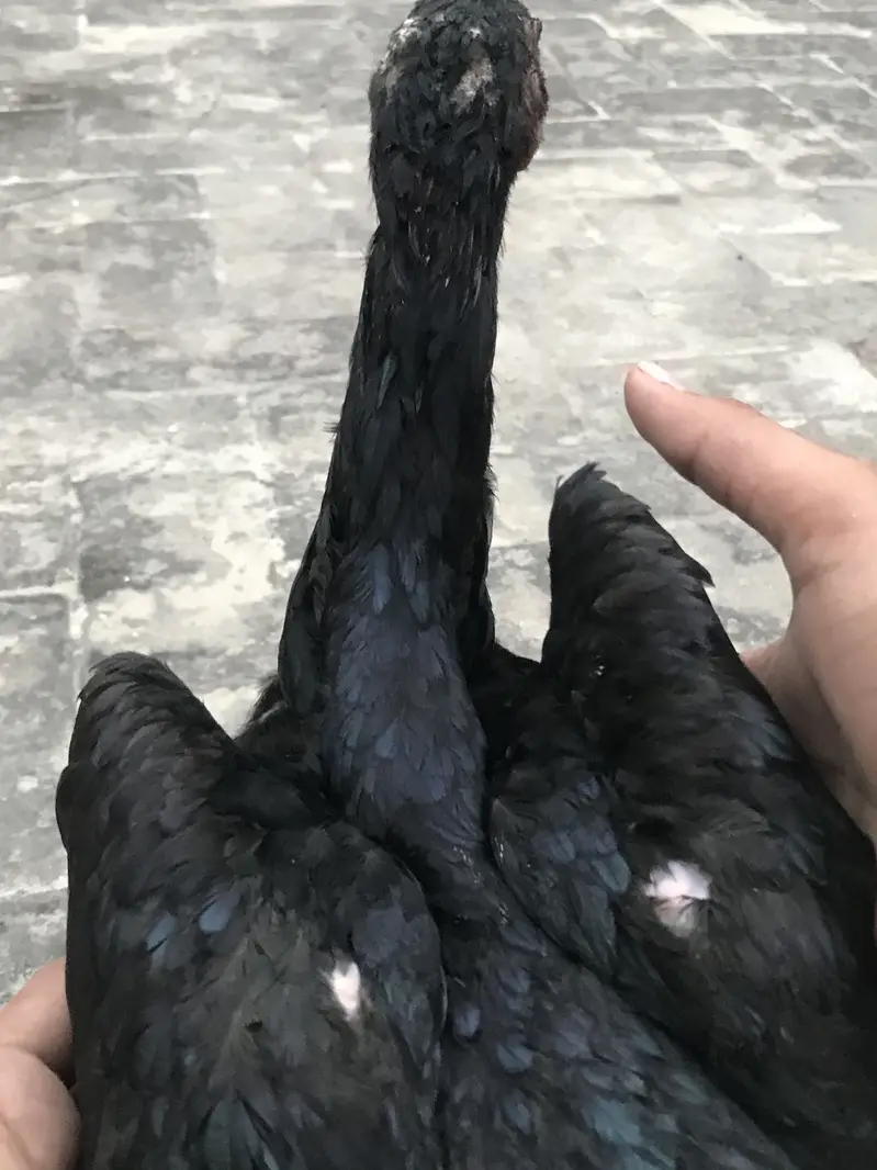 Black DRAGON ASEEL / LONG HEIGHTED /IMPORTED BREED — photo 7
