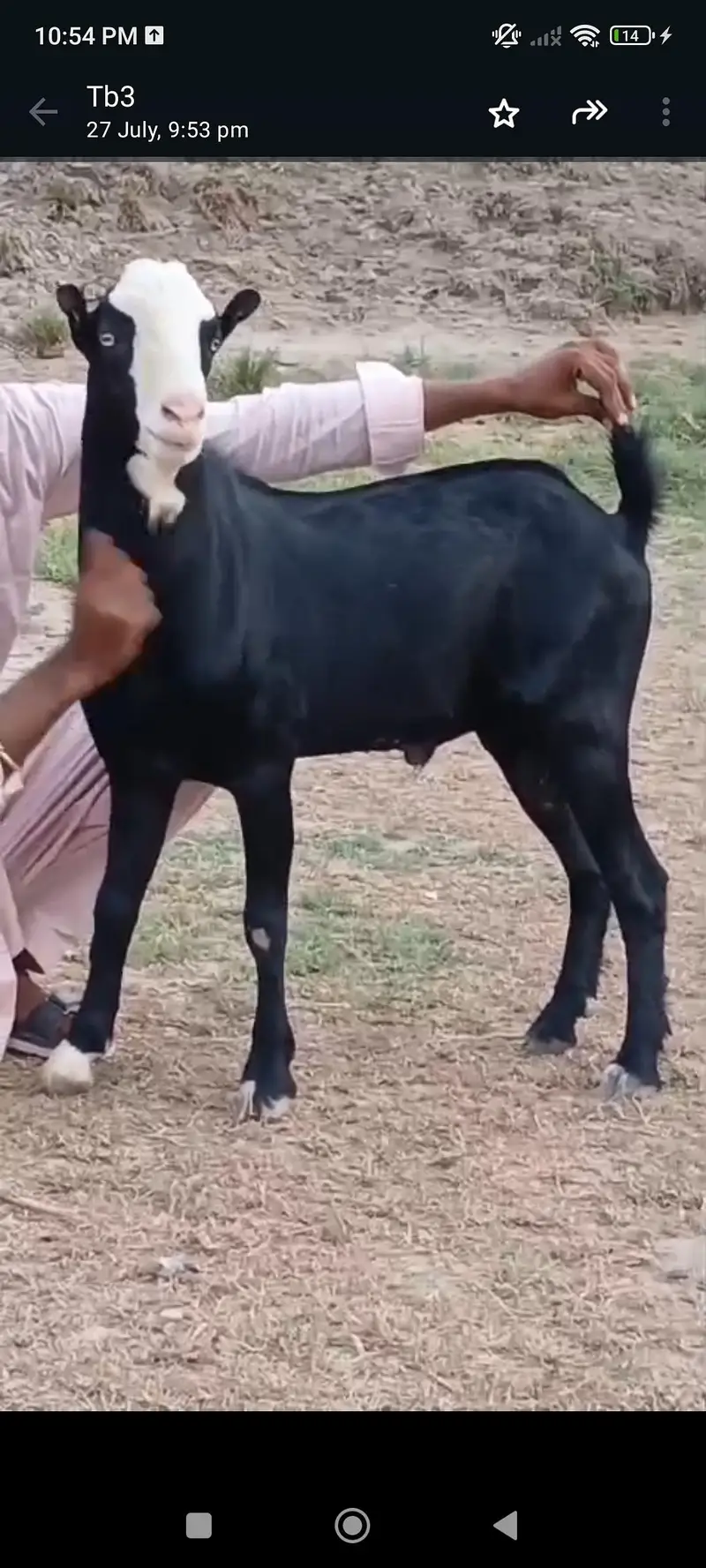 breeder for sale